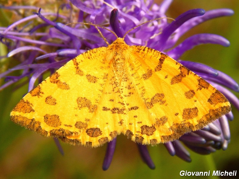 Geometridae da confermare